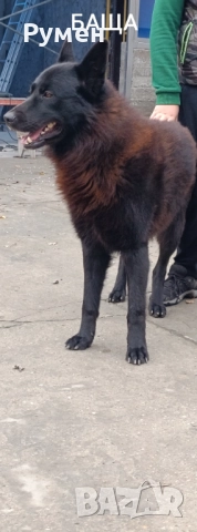 Немска овчарка (Канадски вълк), снимка 3 - Немска овчарка - 52648855