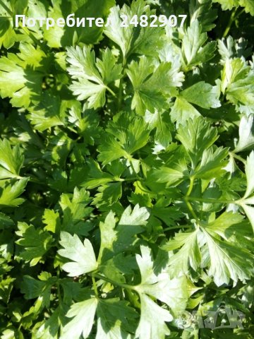 Връзка магданоз, снимка 1