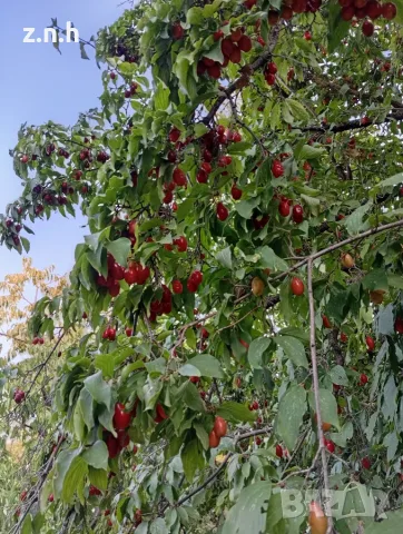 Продавам едроплодни дренки