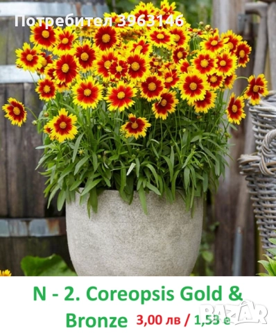 ГРАДИНСКИ Многогодишни Цветя..., снимка 3 - Градински цветя и растения - 51078747