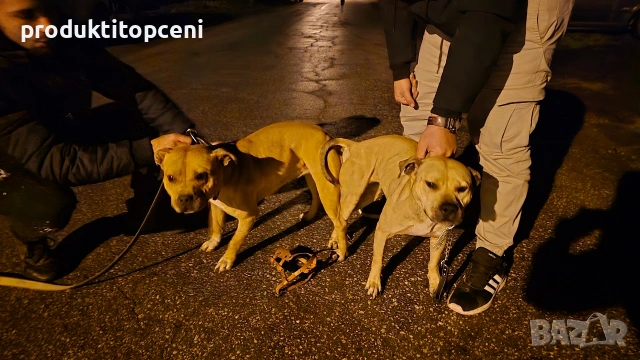 Малки питбули с pedigree , снимка 3 - Питбул - 54051468