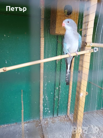 Женски принцов папагал Александрино. 