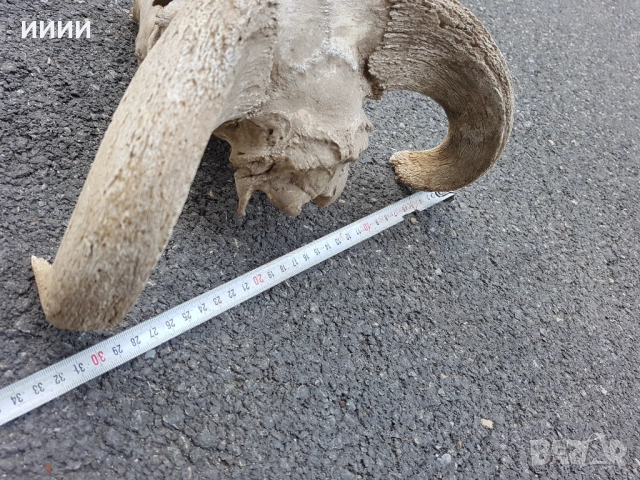 Ловен трофей Козирог , снимка 3 - Антикварни и старинни предмети - 51880459