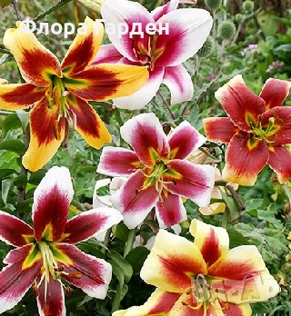 ЛИЛИУМ - Луковици