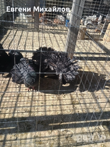 Фенерлии , снимка 7 - Гълъби - 52405319
