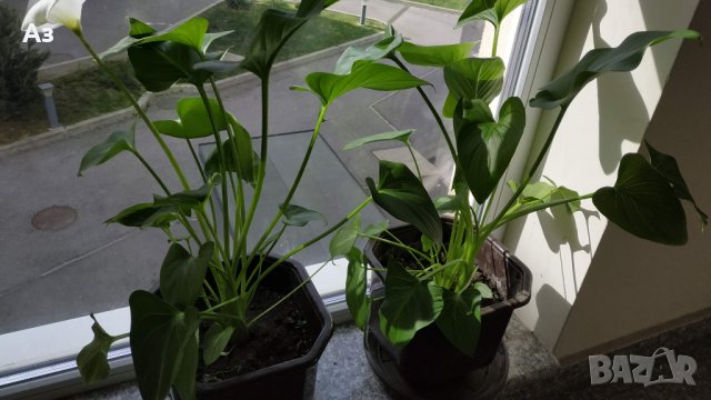 Продавам Цветя Кала за дома - големи, снимка 8 - Разсади - 36583992