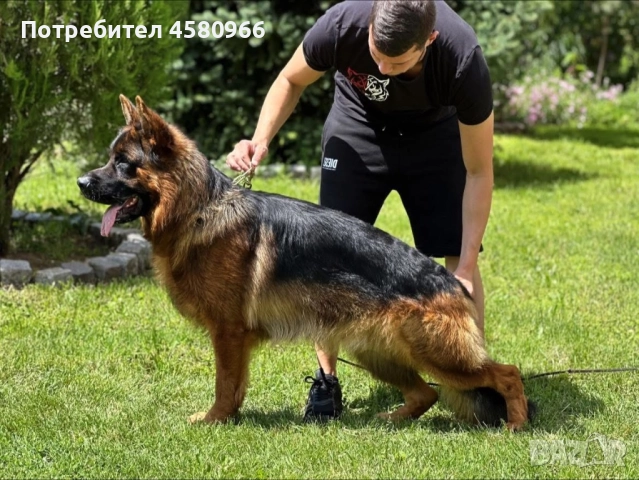 Елитни Немски Овчарки , снимка 6 - Немска овчарка - 51968712