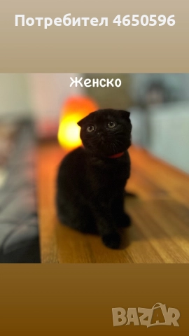 Британски котета , снимка 2 - Други - 52580104