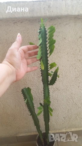 Еуфорбия тригона , снимка 2 - Стайни растения - 51072966