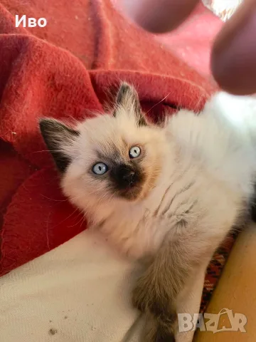 котенца Ragdoll/Регдол