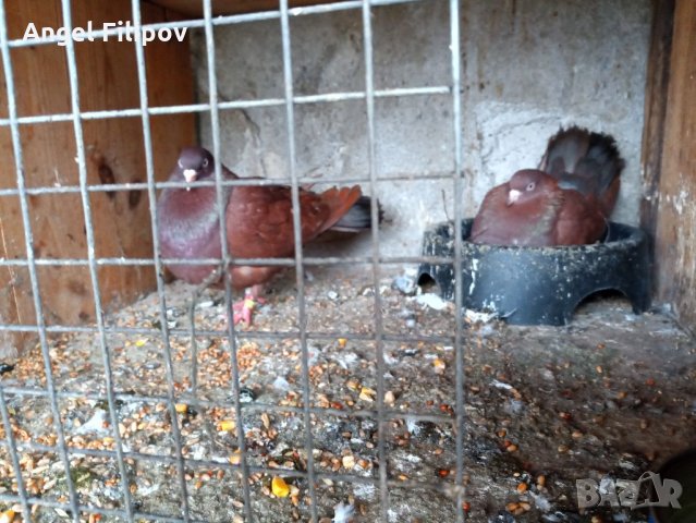 Пазарджишки гълъби, снимка 17 - Гълъби - 29897833