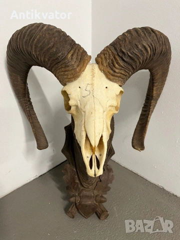 Трофеи от муфлони, снимка 8 - Декорация за дома - 54321341