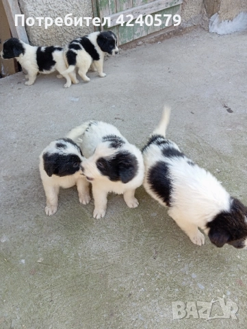 Каракачанки останаха мъжки кутрета, снимка 14 - Каракачанска овчарка - 52105803