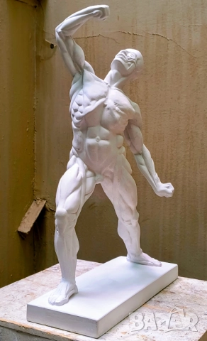 Екорше / Анатомична фигура / Гипсов модел, снимка 6 - Други - 51458325