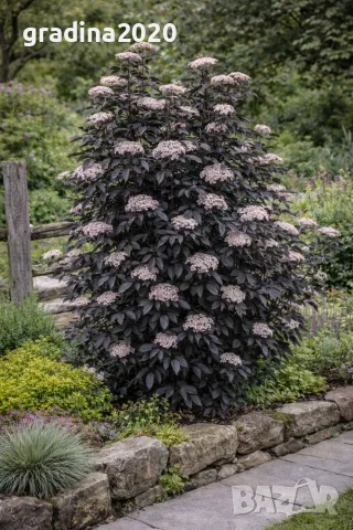 Бъз „Черна кула“ – Sambucus nigra ‘Black Tower’, снимка 5 - Разсади - 55862118