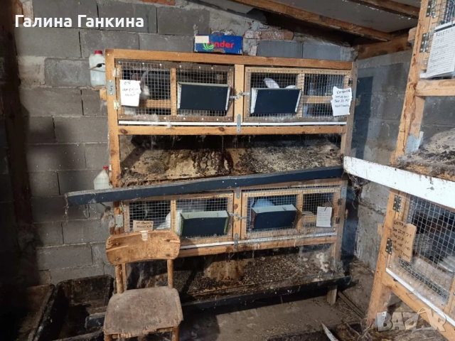 Зайци за Разплод , снимка 4 - Други - 52070055