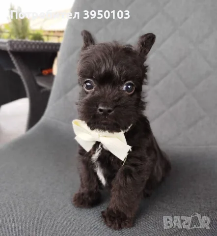 Floodle Frenchie момченце , снимка 2 - Френски булдог - 56473272