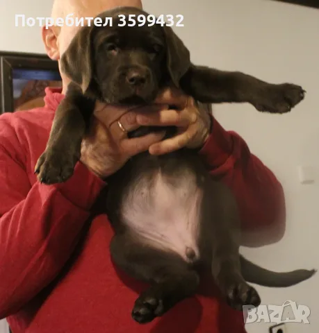 Продавам шоколадов лабрадор, снимка 3 - Лабрадор ретривър - 56200374