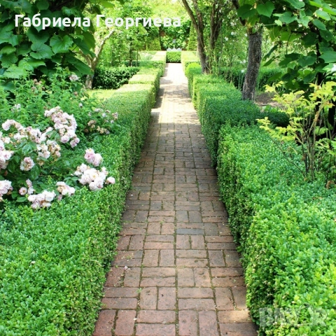 Евонимус японика , снимка 4 - Градински цветя и растения - 52022480