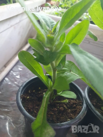 Рудбекия, снимка 6 - Градински цветя и растения - 53078100