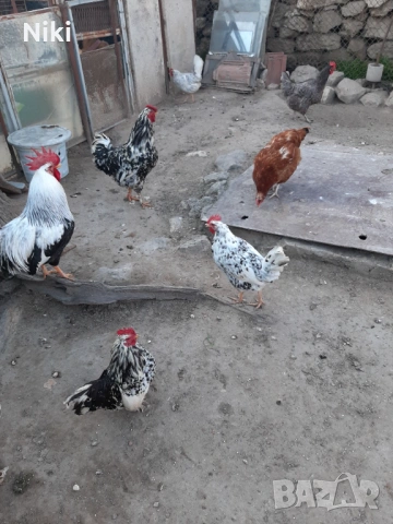 Продавам минало годишни кокошки 5бр.и два броя петли, снимка 3 - други­ - 54037478