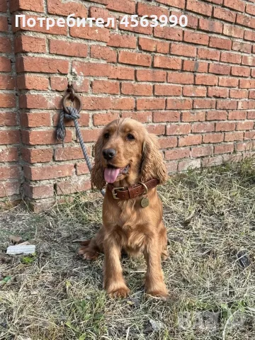 Прекрасна женска кокер шпаньол (3 години) търси своя нов дом! 🐾