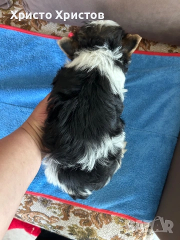 Бивер йоркширски териер, снимка 4 - Йоркширски териер - 54224871