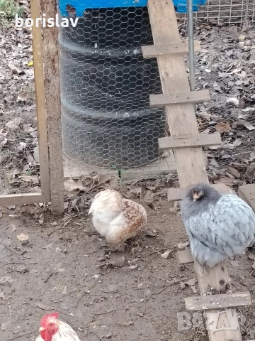 Продавам яйца за лупене от мини кохин, снимка 3 - други­ - 54335992