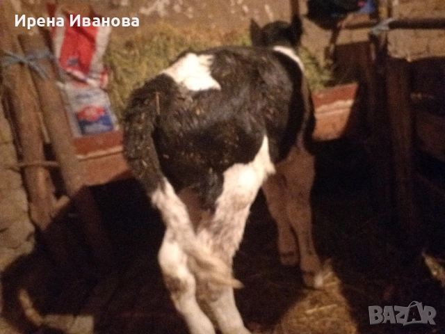 Продавам мъжко теле новородено 