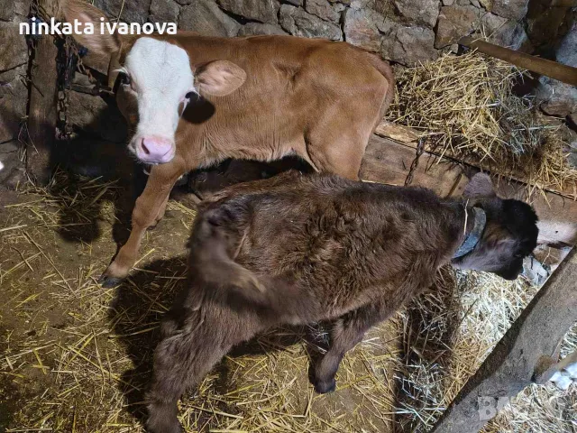 Продавам телета 