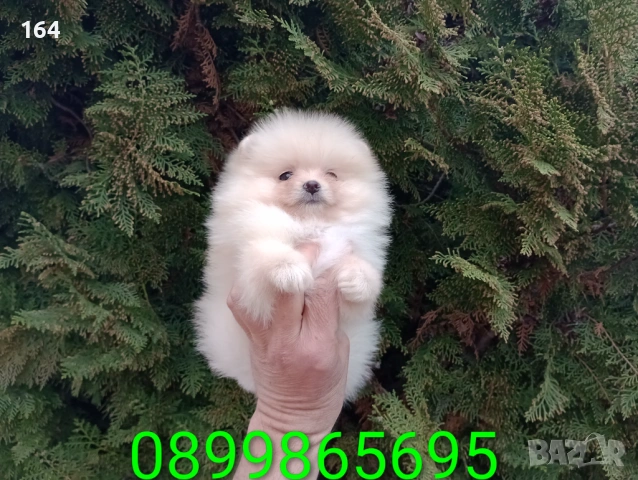 Померани. Реални снимки от 22.03.26 г. , снимка 11 - Померан - 53859129