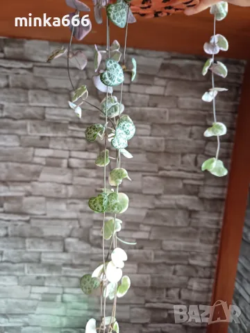 Вариегатна церопегия., снимка 3 - Стайни растения - 48753008