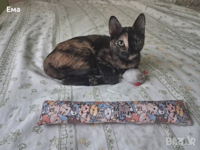 Коте - подарявам котенце, снимка 2 - Други - 55791966