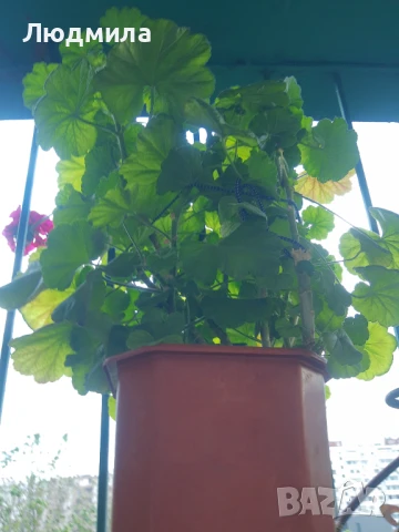 Мушкато,сандъчета,големи,отгледани,последни бройки,ДОГОВАРЯНЕ,готови за декорация и ползване за дома, снимка 6 - Градински цветя и растения - 50448492