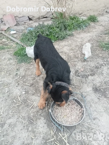 Ягтериека на 18 месеца , снимка 3 - Ягдтериер - 54196182