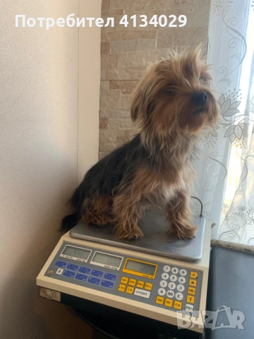 Две мини Йорки мъжки на 1 година и един стандартен мъжки, снимка 15 - Йоркширски териер - 53227851