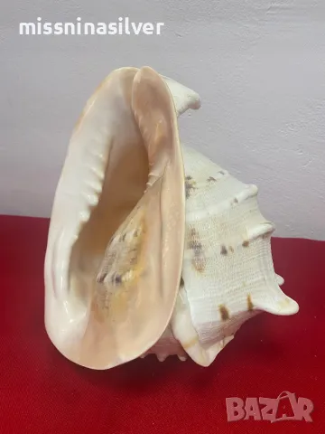 Рапан голям