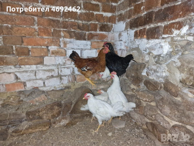 Млади петлета