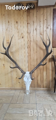 Трофей от благороден елен , снимка 3 - Колекции - 53061573