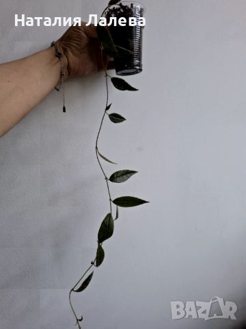 Колумнея, columnea Minor, снимка 2 - Стайни растения - 52971304