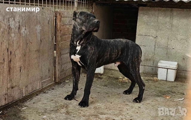 Преса Канарио / Дого Канарио , снимка 3 - Други - 41585132