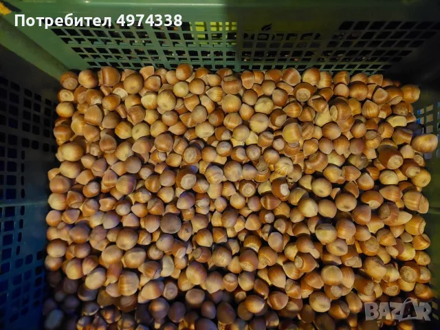 Продавам лешници, снимка 4 - Домашни продукти - 56437569