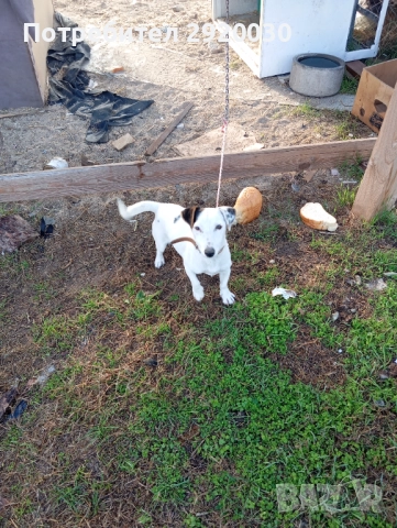 Кученца, снимка 8 - Други - 52457574