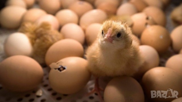 Ремонт на Инкубатори