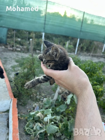 Подарявам малки котенца, снимка 4 - Други - 56226263