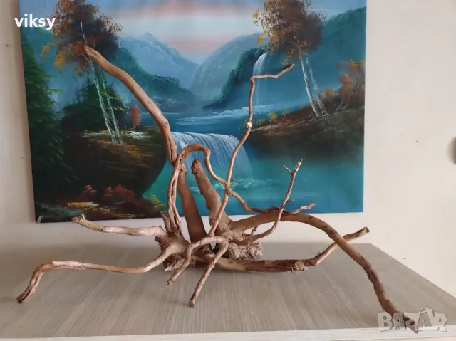 Корен азалия , снимка 2 - Рибки - 49245799