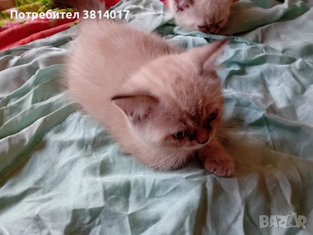 продавам котета персийски , снимка 1