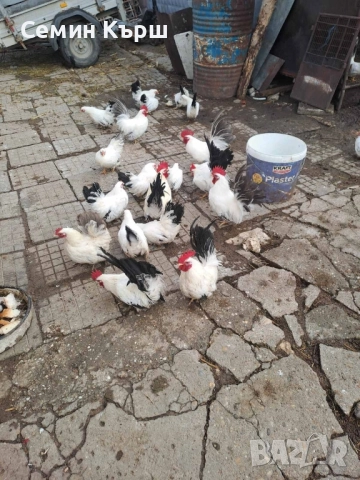 Шабо млади пилета , снимка 5 - Кокошки и пуйки - 51700401