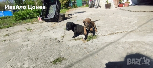 Малки кученца- Лабрадор, снимка 4 - Лабрадор ретривър - 54363432