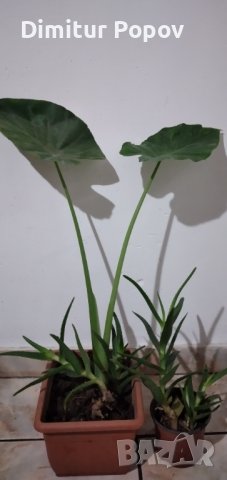 Алое Вера и Трилистник, снимка 2 - Градински цветя и растения - 39866746